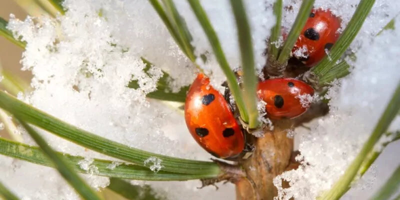 Help lieveheerbeestjes aan een veilige opvangplek in de winter!