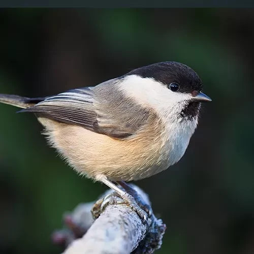 Voer voor de Matkop