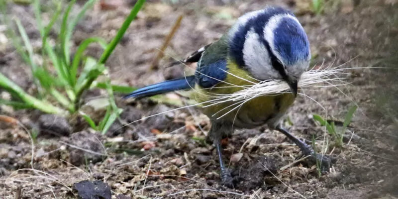 Welk nestmateriaal gebruiken vogels voor hun nest?