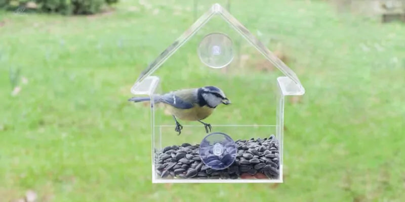 Welke vogelsoorten kun je verwachten bij een raamvoederhuisje?
