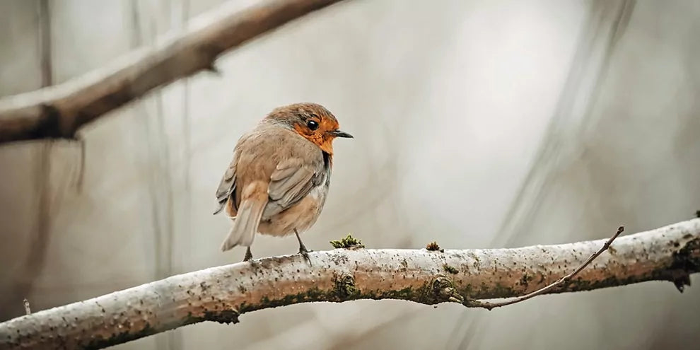 Vogels spotten in je eigen achtertuin