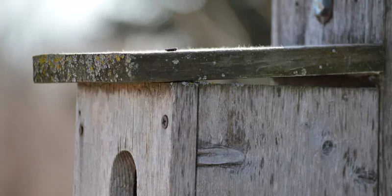 Vogelhuisje schoonmaken, hoe kun je dit het beste doen?