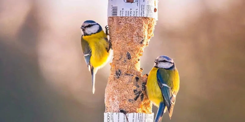 De beste plek om vogelvoer te plaatsen