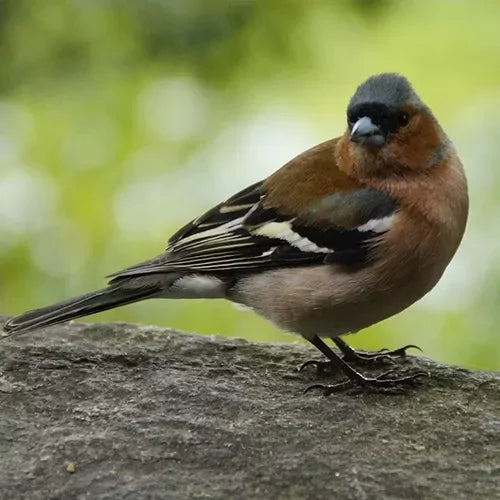 Voer voor de Vink