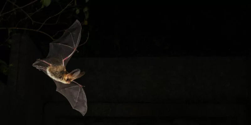 Halloween in je tuin: tijd voor extra aandacht voor de vleermuis!