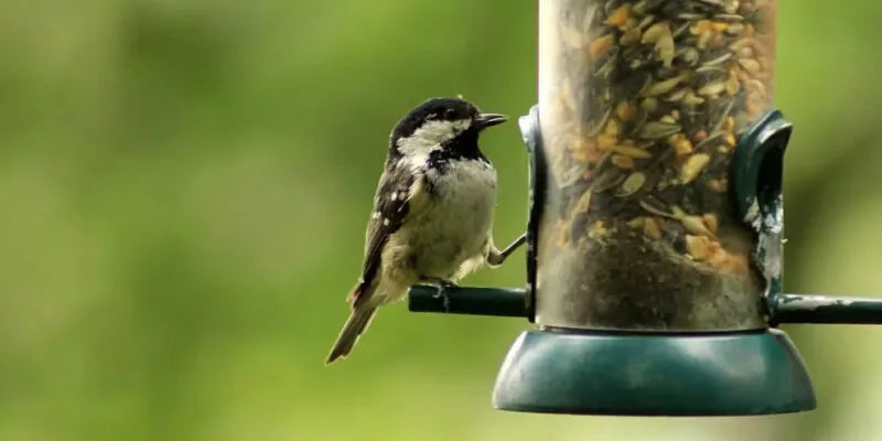 Welk vogelvoer doe je in een voedersilo?