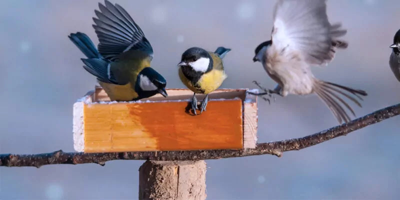 Wat moet er allemaal op een voederplank voor vogels?