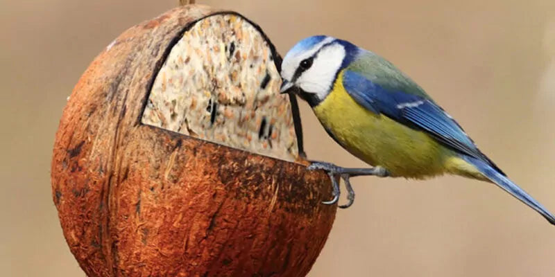 Vogelvoer, een belangrijk levensmiddel!