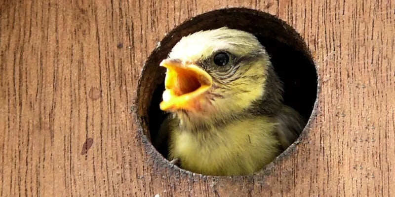 Waarom komt er geen vogel in mijn vogelhuisje?
