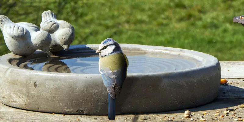 Vogelbad: een goede aanwinst voor de tuin
