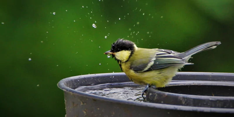 Waarom het belangrijk is om je vogelbad schoon te maken