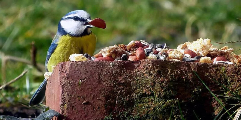 Een uitgebreide gids: hoe voer je vogels in de herfst
