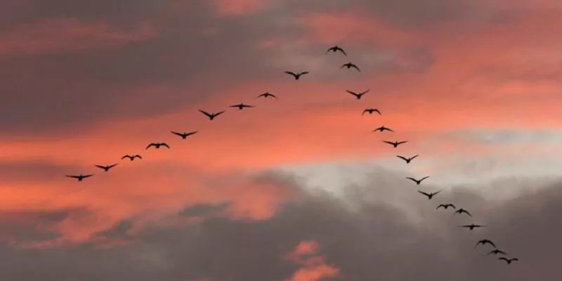 Welke gevolgen heeft klimaatverandering voor vogels?