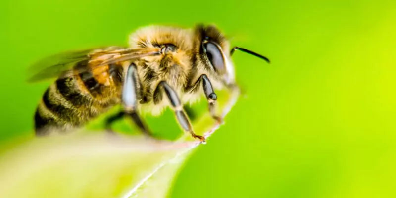 Help de wilde bij in je tuin!