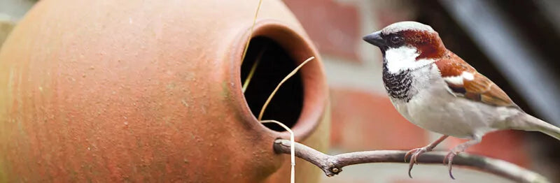 Alles over vogelpotten