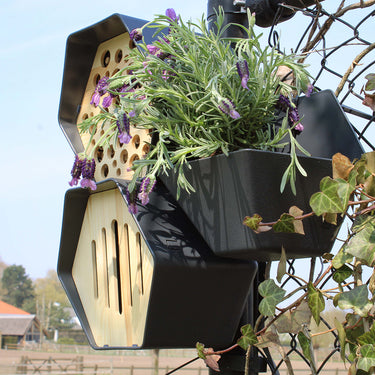 muur met klimop met plantenbak, bijenhuis en vlinderkast in hexagon vorm